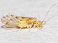 Trichopsocus clarus